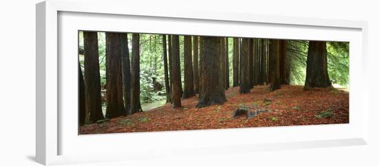 Redwoods 2-Wayne Bradbury-Framed Photographic Print
