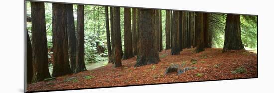 Redwoods 2-Wayne Bradbury-Mounted Photographic Print