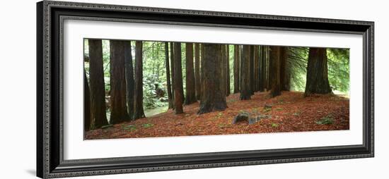 Redwoods 2-Wayne Bradbury-Framed Photographic Print