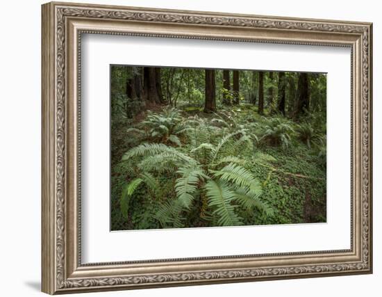 Redwoods and Ferns, Muir Woods, San Francisco, California-Rob Sheppard-Framed Photographic Print