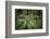 Redwoods and Ferns, Muir Woods, San Francisco, California-Rob Sheppard-Framed Photographic Print