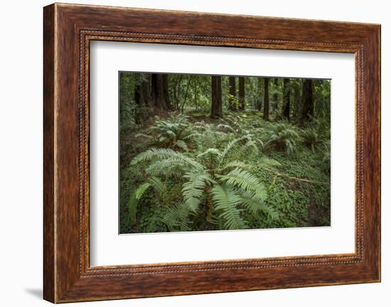 Redwoods and Ferns, Muir Woods, San Francisco, California-Rob Sheppard-Framed Photographic Print