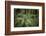 Redwoods and Ferns, Muir Woods, San Francisco, California-Rob Sheppard-Framed Photographic Print