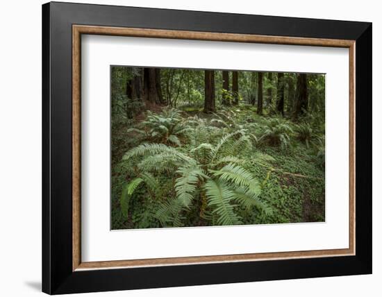 Redwoods and Ferns, Muir Woods, San Francisco, California-Rob Sheppard-Framed Photographic Print