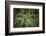 Redwoods and Ferns, Muir Woods, San Francisco, California-Rob Sheppard-Framed Photographic Print