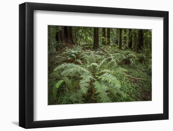 Redwoods and Ferns, Muir Woods, San Francisco, California-Rob Sheppard-Framed Photographic Print