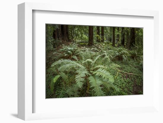 Redwoods and Ferns, Muir Woods, San Francisco, California-Rob Sheppard-Framed Photographic Print