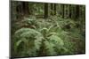 Redwoods and Ferns, Muir Woods, San Francisco, California-Rob Sheppard-Mounted Photographic Print