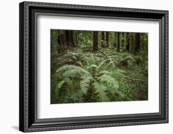 Redwoods and Ferns, Muir Woods, San Francisco, California-Rob Sheppard-Framed Photographic Print