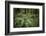 Redwoods and Ferns, Muir Woods, San Francisco, California-Rob Sheppard-Framed Photographic Print