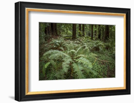 Redwoods and Ferns, Muir Woods, San Francisco, California-Rob Sheppard-Framed Photographic Print