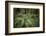 Redwoods and Ferns, Muir Woods, San Francisco, California-Rob Sheppard-Framed Photographic Print