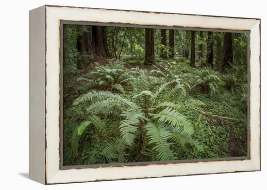 Redwoods and Ferns, Muir Woods, San Francisco, California-Rob Sheppard-Framed Premier Image Canvas