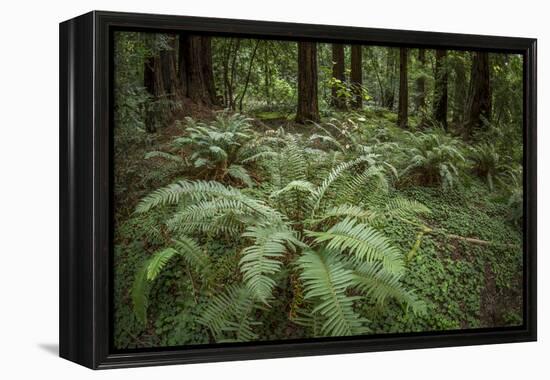 Redwoods and Ferns, Muir Woods, San Francisco, California-Rob Sheppard-Framed Premier Image Canvas