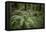 Redwoods and Ferns, Muir Woods, San Francisco, California-Rob Sheppard-Framed Premier Image Canvas