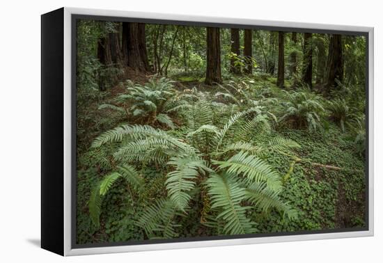 Redwoods and Ferns, Muir Woods, San Francisco, California-Rob Sheppard-Framed Premier Image Canvas