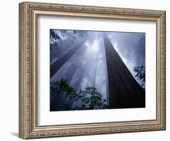 Redwoods and Fog-Darrell Gulin-Framed Photographic Print