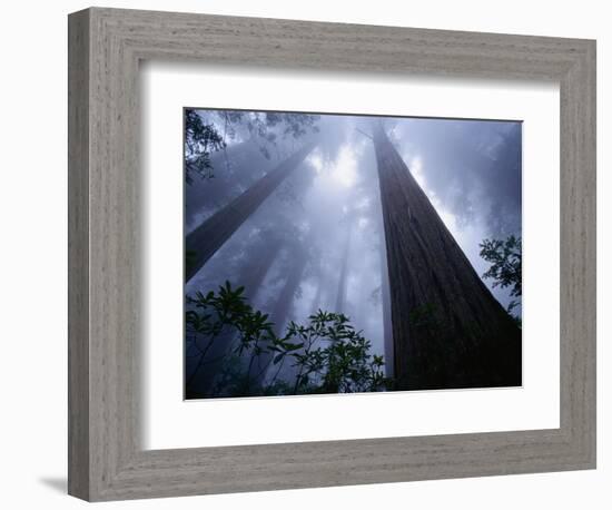 Redwoods and Fog-Darrell Gulin-Framed Photographic Print