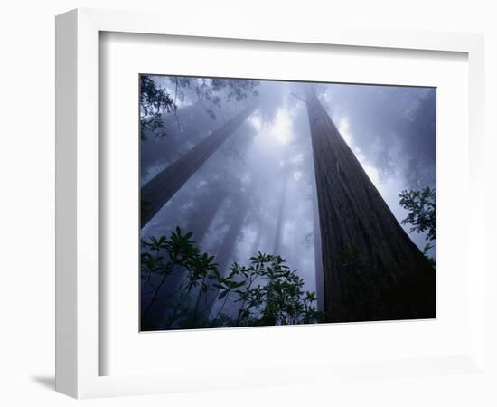 Redwoods and Fog-Darrell Gulin-Framed Photographic Print