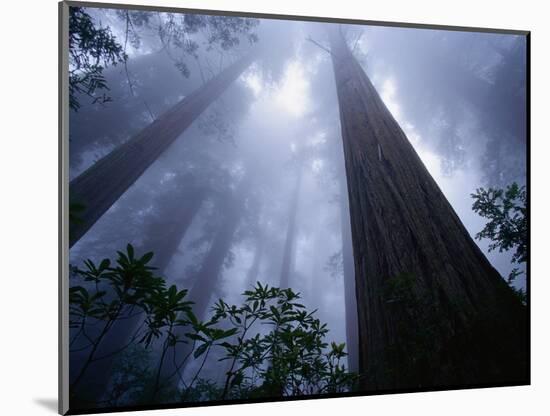 Redwoods and Fog-Darrell Gulin-Mounted Photographic Print