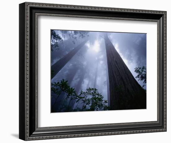 Redwoods and Fog-Darrell Gulin-Framed Photographic Print