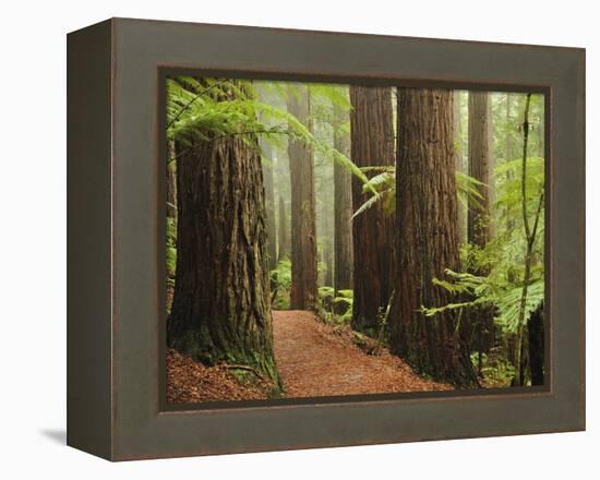 Redwoods and Tree Ferns, the Redwoods, Rotorua, Bay of Plenty, North Island, New Zealand, Pacific-Jochen Schlenker-Framed Premier Image Canvas