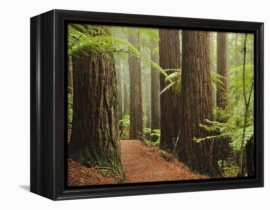 Redwoods and Tree Ferns, the Redwoods, Rotorua, Bay of Plenty, North Island, New Zealand, Pacific-Jochen Schlenker-Framed Premier Image Canvas