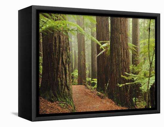 Redwoods and Tree Ferns, the Redwoods, Rotorua, Bay of Plenty, North Island, New Zealand, Pacific-Jochen Schlenker-Framed Premier Image Canvas