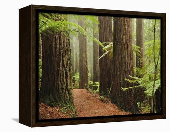 Redwoods and Tree Ferns, the Redwoods, Rotorua, Bay of Plenty, North Island, New Zealand, Pacific-Jochen Schlenker-Framed Premier Image Canvas