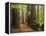 Redwoods and Tree Ferns, the Redwoods, Rotorua, Bay of Plenty, North Island, New Zealand, Pacific-Jochen Schlenker-Framed Premier Image Canvas