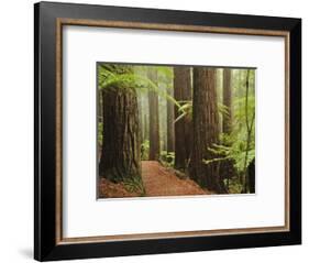 Redwoods and Tree Ferns, the Redwoods, Rotorua, Bay of Plenty, North Island, New Zealand, Pacific-Jochen Schlenker-Framed Photographic Print