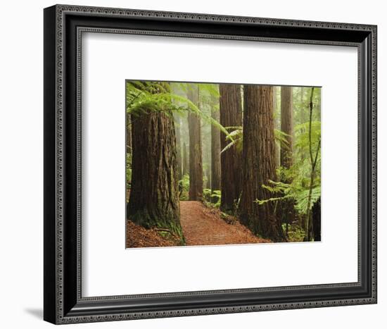 Redwoods and Tree Ferns, the Redwoods, Rotorua, Bay of Plenty, North Island, New Zealand, Pacific-Jochen Schlenker-Framed Photographic Print