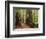 Redwoods and Tree Ferns, the Redwoods, Rotorua, Bay of Plenty, North Island, New Zealand, Pacific-Jochen Schlenker-Framed Photographic Print