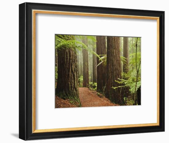 Redwoods and Tree Ferns, the Redwoods, Rotorua, Bay of Plenty, North Island, New Zealand, Pacific-Jochen Schlenker-Framed Photographic Print