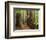 Redwoods and Tree Ferns, the Redwoods, Rotorua, Bay of Plenty, North Island, New Zealand, Pacific-Jochen Schlenker-Framed Photographic Print