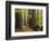 Redwoods and Tree Ferns, the Redwoods, Rotorua, Bay of Plenty, North Island, New Zealand, Pacific-Jochen Schlenker-Framed Photographic Print