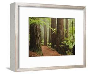 Redwoods and Tree Ferns, the Redwoods, Rotorua, Bay of Plenty, North Island, New Zealand, Pacific-Jochen Schlenker-Framed Photographic Print