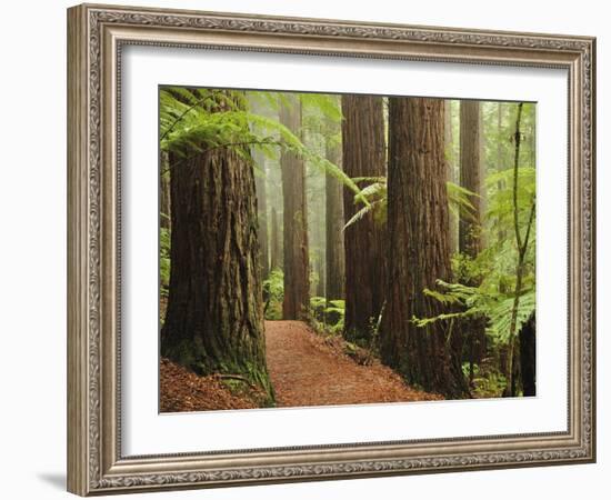 Redwoods and Tree Ferns, the Redwoods, Rotorua, Bay of Plenty, North Island, New Zealand, Pacific-Jochen Schlenker-Framed Photographic Print