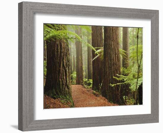 Redwoods and Tree Ferns, the Redwoods, Rotorua, Bay of Plenty, North Island, New Zealand, Pacific-Jochen Schlenker-Framed Photographic Print