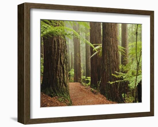 Redwoods and Tree Ferns, the Redwoods, Rotorua, Bay of Plenty, North Island, New Zealand, Pacific-Jochen Schlenker-Framed Photographic Print