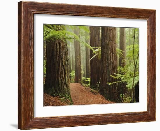 Redwoods and Tree Ferns, the Redwoods, Rotorua, Bay of Plenty, North Island, New Zealand, Pacific-Jochen Schlenker-Framed Photographic Print