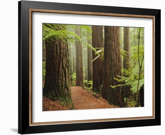 Redwoods and Tree Ferns, the Redwoods, Rotorua, Bay of Plenty, North Island, New Zealand, Pacific-Jochen Schlenker-Framed Photographic Print