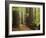 Redwoods and Tree Ferns, the Redwoods, Rotorua, Bay of Plenty, North Island, New Zealand, Pacific-Jochen Schlenker-Framed Photographic Print