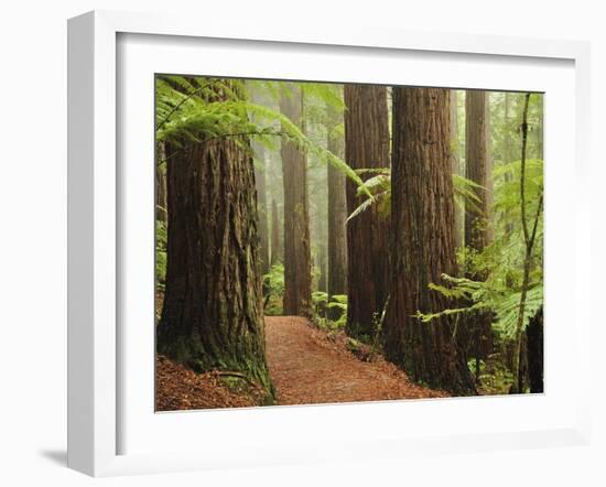 Redwoods and Tree Ferns, the Redwoods, Rotorua, Bay of Plenty, North Island, New Zealand, Pacific-Jochen Schlenker-Framed Photographic Print