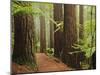 Redwoods and Tree Ferns, the Redwoods, Rotorua, Bay of Plenty, North Island, New Zealand, Pacific-Jochen Schlenker-Mounted Photographic Print