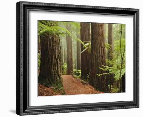 Redwoods and Tree Ferns, the Redwoods, Rotorua, Bay of Plenty, North Island, New Zealand, Pacific-Jochen Schlenker-Framed Photographic Print