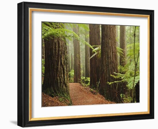 Redwoods and Tree Ferns, the Redwoods, Rotorua, Bay of Plenty, North Island, New Zealand, Pacific-Jochen Schlenker-Framed Photographic Print