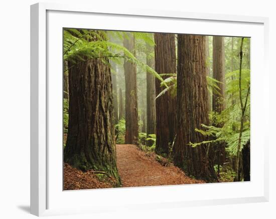 Redwoods and Tree Ferns, the Redwoods, Rotorua, Bay of Plenty, North Island, New Zealand, Pacific-Jochen Schlenker-Framed Photographic Print