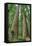 Redwoods Forest I-Alan Majchrowicz-Framed Stretched Canvas