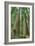 Redwoods Forest I-Alan Majchrowicz-Framed Photo